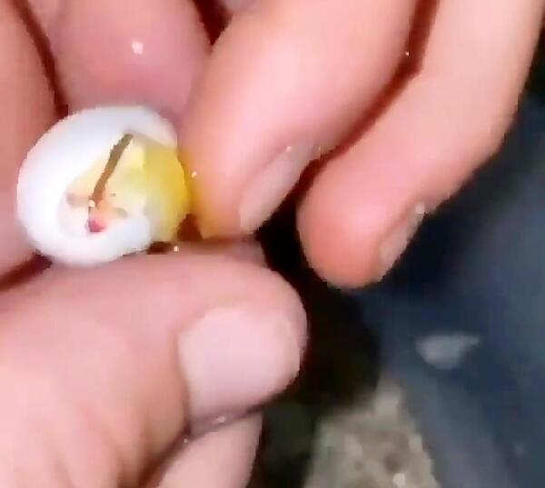 عکس بچه مارمولک