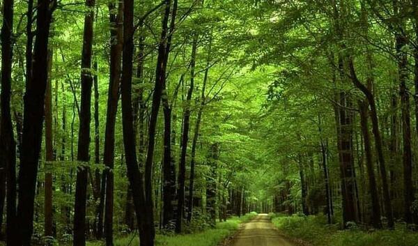 عکس هایی از طبیعت رشت