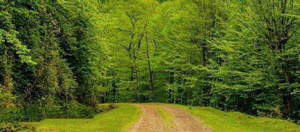 عکس هایی از طبیعت رشت