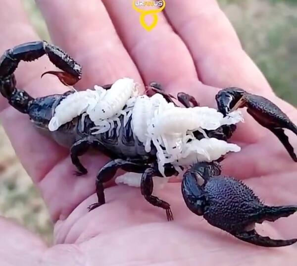 عکس بچه عقرب سیاه