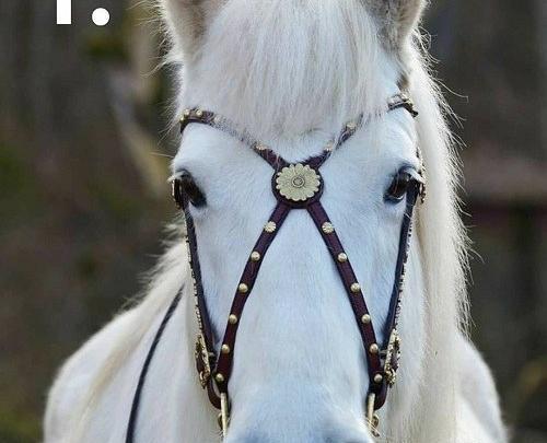 عکس صورت اسب سفید