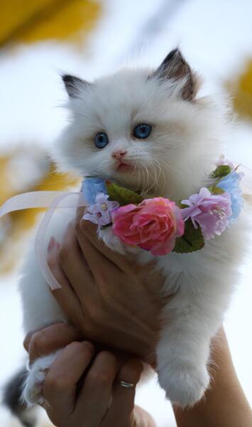 عکس بچه گربه صورتی
