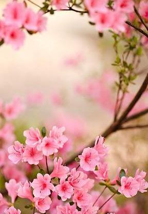 عکس پس زمینه ی بهاری