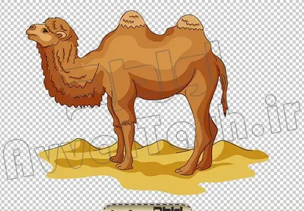 عکس نقاشی شتر بچه گانه