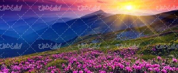 عکس طبیعت بهاری با کیفیت