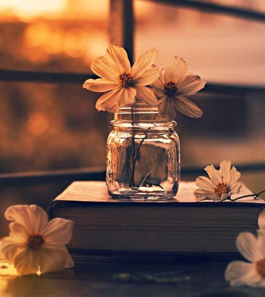 عکس گل شاد برای پروفایل