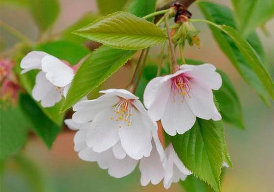 عکس گل شاد برای پروفایل