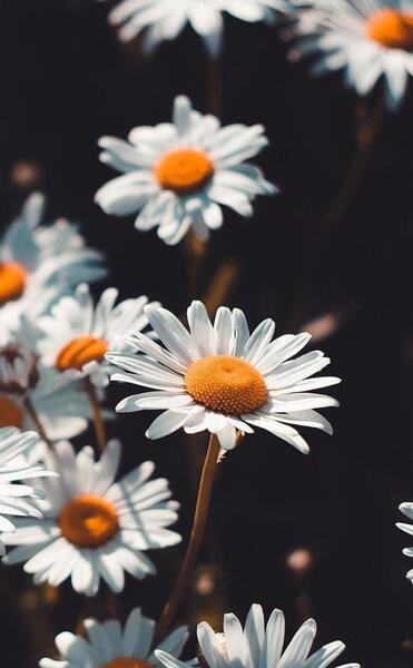 عکس گل شاد برای پروفایل