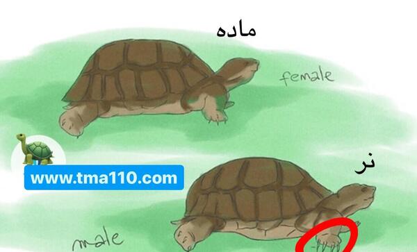 عکس بچه لاک پشت خاکی