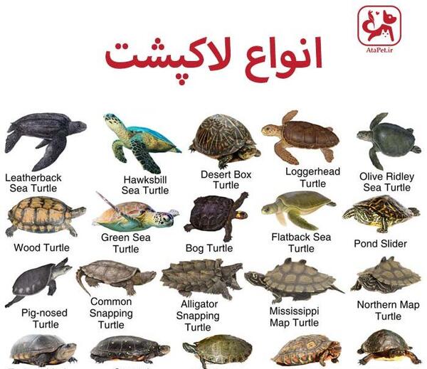 عکس بچه لاک پشت خاکی