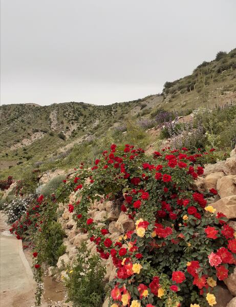 عکس هایی از طبیعت شیراز