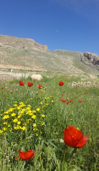 عکس هایی از طبیعت شیراز