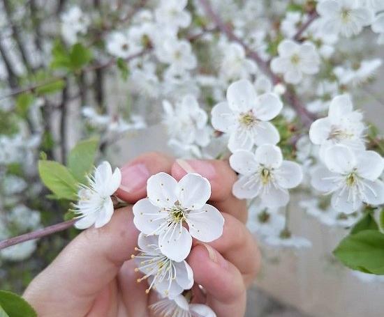 عکس پروفایل دخترانه بهاری جدید