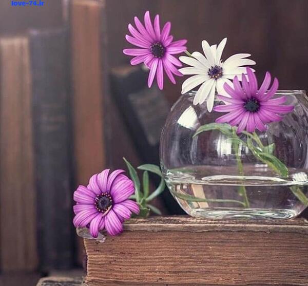عکس گل شکسته برای پروفایل