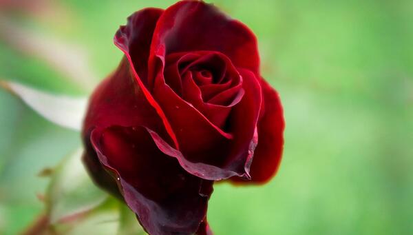 عکس گل شکسته برای پروفایل