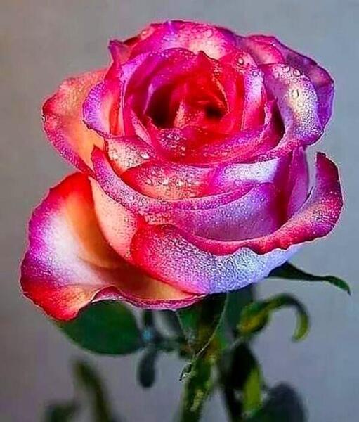 عکس گل شکسته برای پروفایل