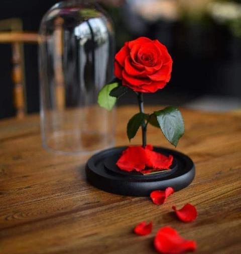عکس گل شکسته برای پروفایل