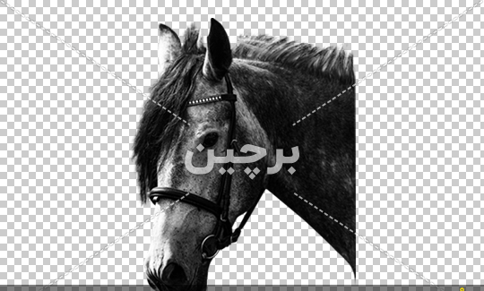 عکس سر اسب برای طراحی