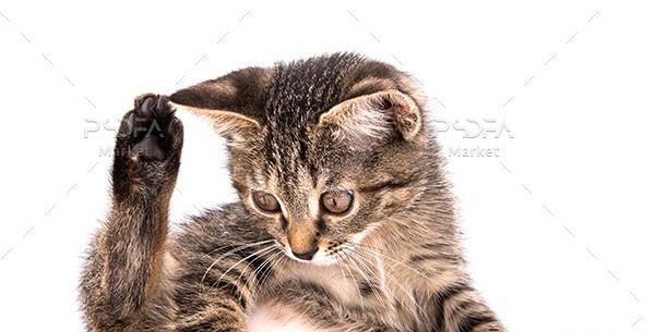 عکس بچه گربه ناز سفید