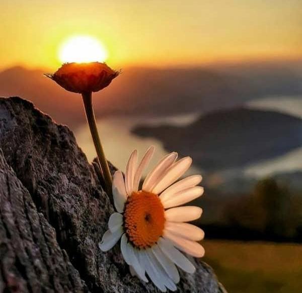 عکس گل خوشگل برای صفحه گوشی