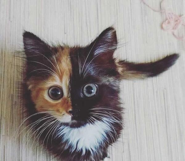 عکس بچه گربه ناز برای پروفایل