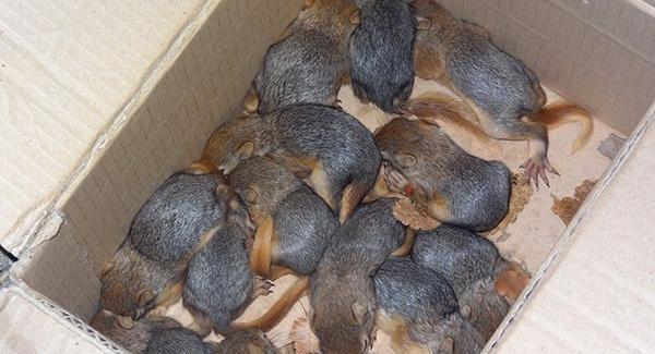 عکس بچه سنجاب ایرانی