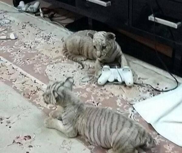 عکس بچه ببر خانگی