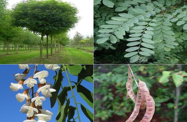 عکس از گل اقاقیا