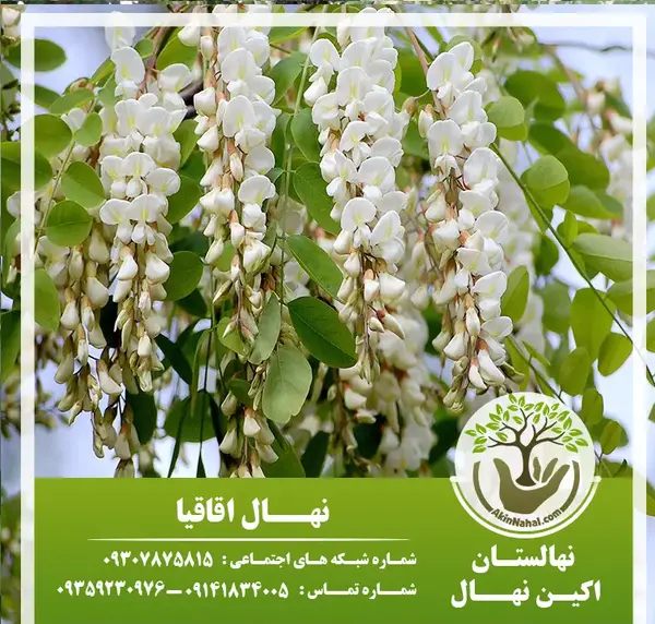 عکس از گل اقاقیا