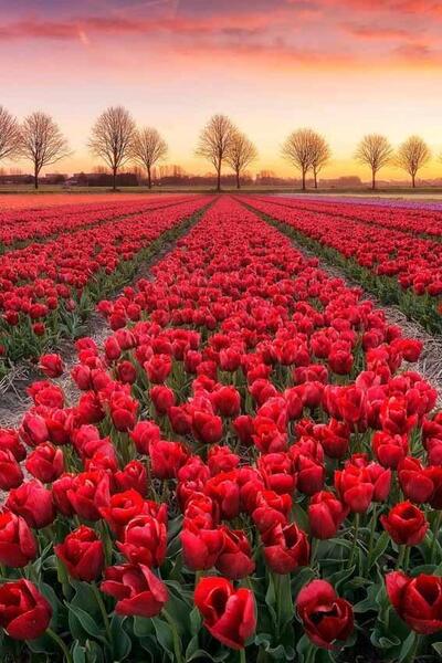 عکس گل جدید برای تصویر زمینه