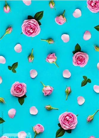 عکس گل جدید برای تصویر زمینه