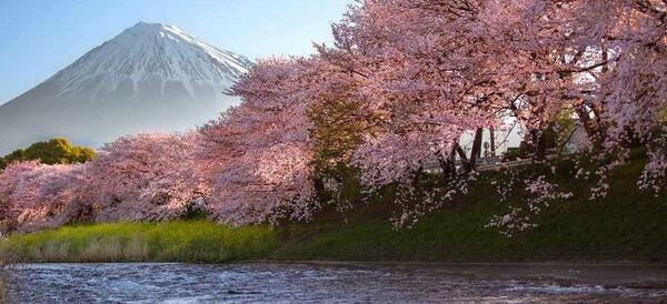 عکس زیبای شکوفه های بهاری