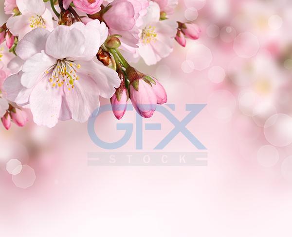 عکس زیبای شکوفه های بهاری