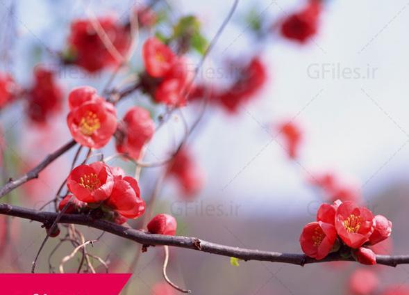 عکس زیبای شکوفه های بهاری