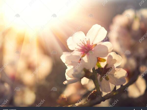 عکس زیبای شکوفه های بهاری