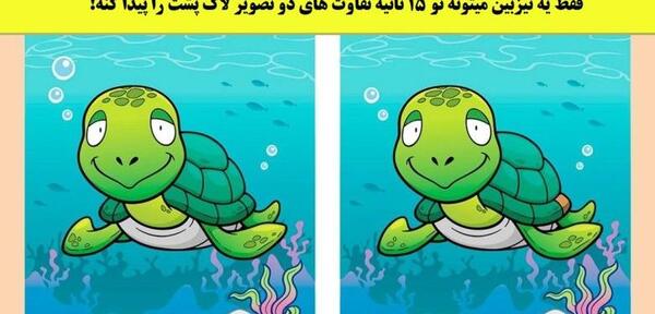 عکس بچه لاک پشت زیبا