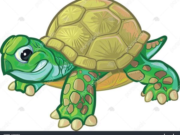 عکس بچه لاک پشت زیبا