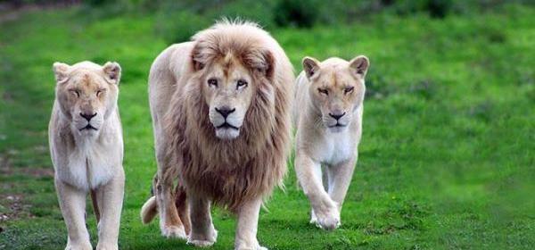 عکس بچه شیر نر