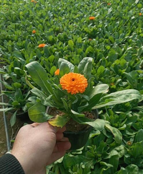 عکس گیاه گل همیشه بهار