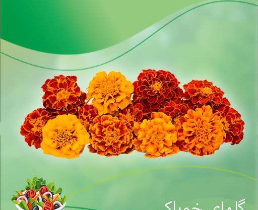 عکس گیاه گل همیشه بهار
