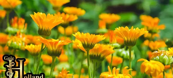عکس گیاه گل همیشه بهار