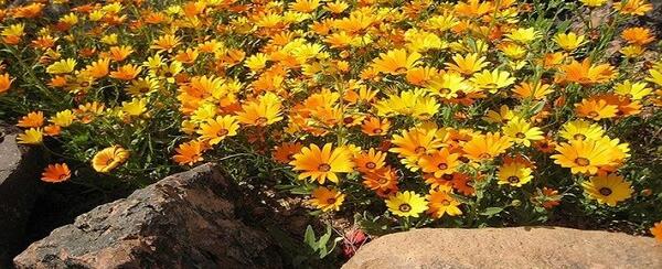 عکس گیاه گل همیشه بهار