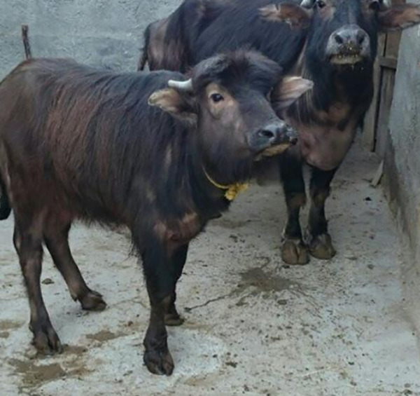 عکس بچه گاومیش