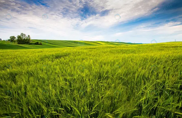 عکس از طبیعت در تابستان