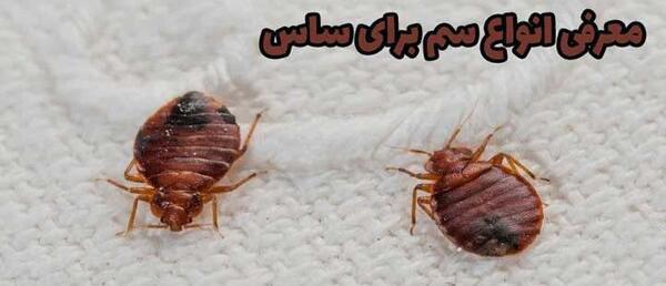 عکس بچه ساس ها
