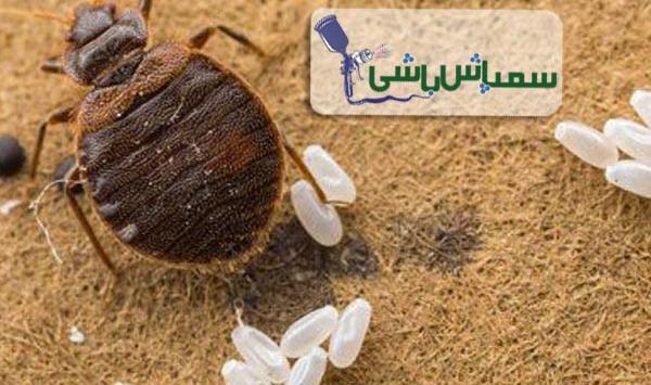 عکس بچه ساس ها