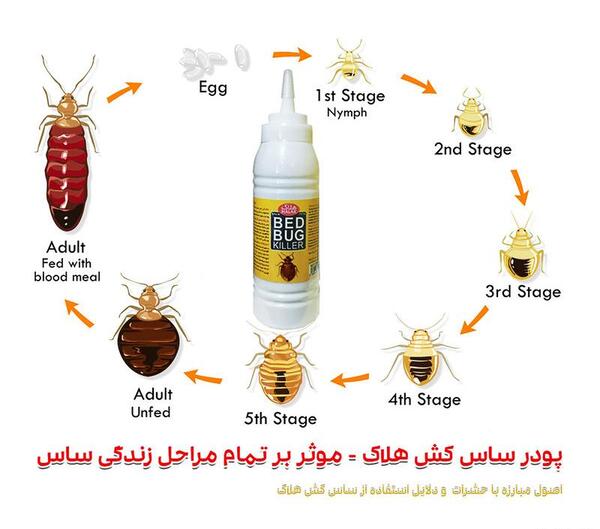 عکس بچه ساس ها
