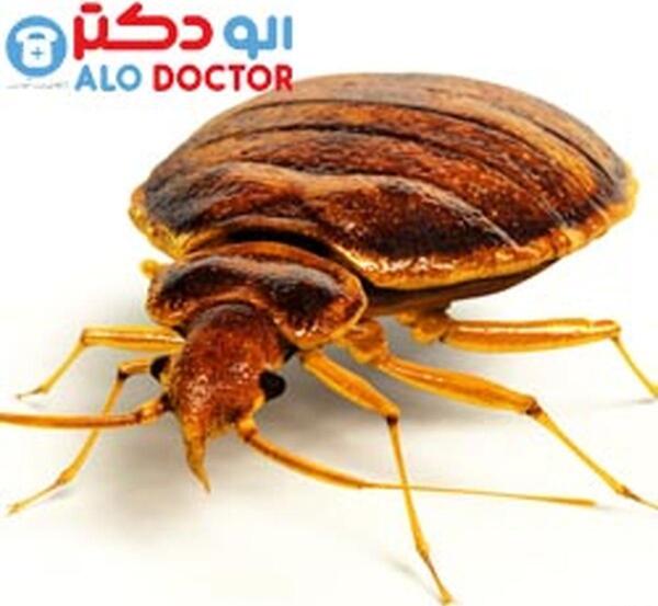 عکس بچه ساس ها