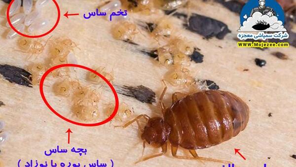 عکس بچه ساس ها