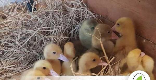 عکس بچه اردک رنگی